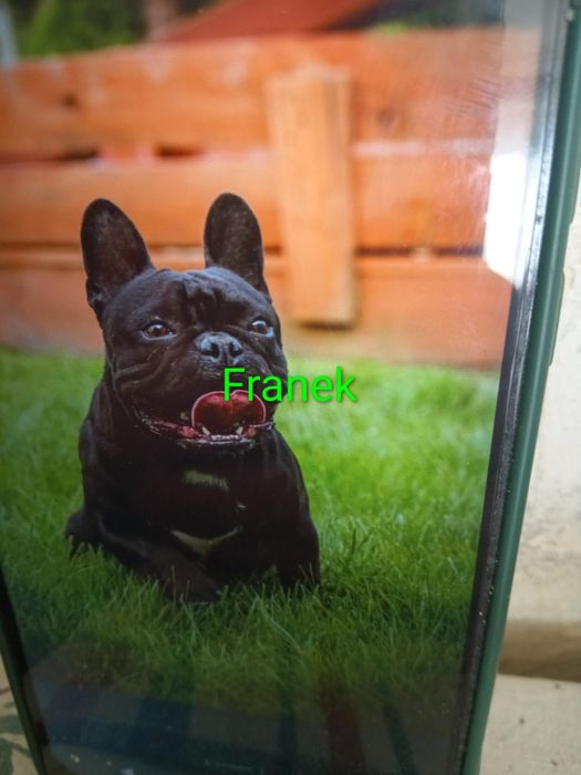 Buldog francuski