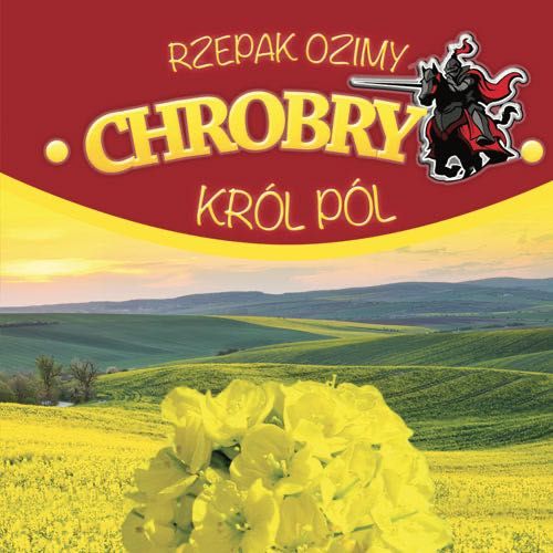 Rzepak ozimy Chrobry C1 - Król pól