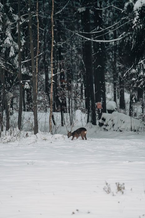domek w górach SAUNA BALIA JACUZZI ferie zimowe narty skitury biegówki