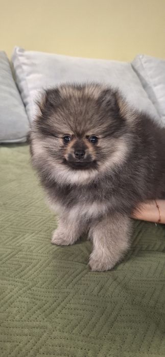 SPITZ  (lulu de pomerania)