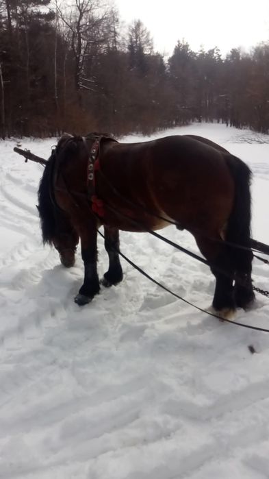 Sprzedam konia ogiera