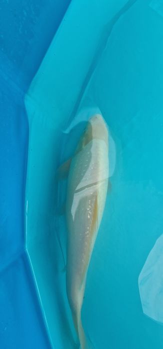Carpa koi com 32cm