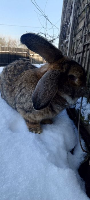 Продам кролика самця