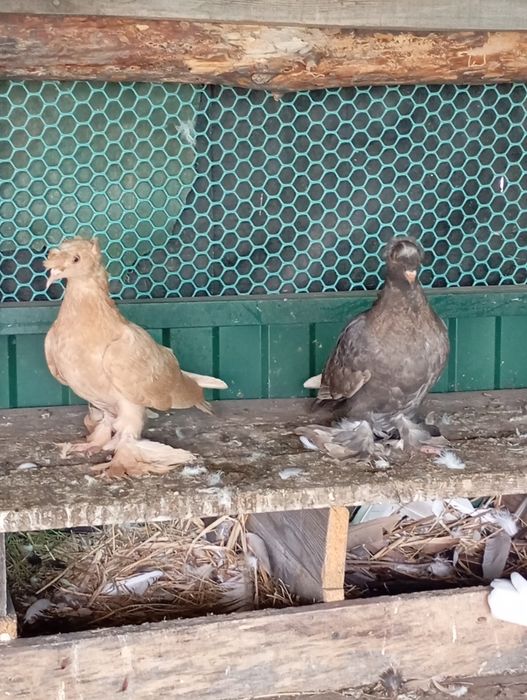 Продам голубів Туркоти