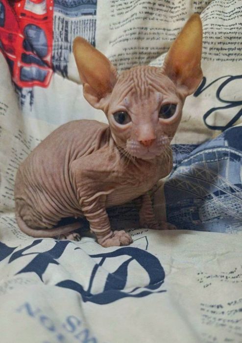 Донські сфінкси.