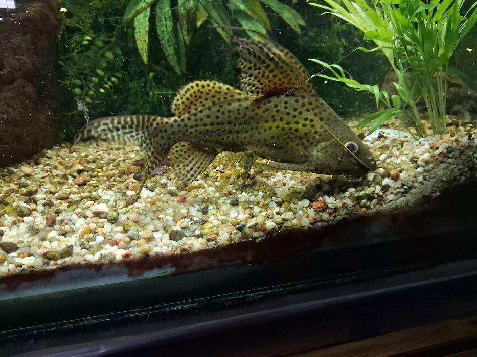 Witam sprzedam lub zamienie