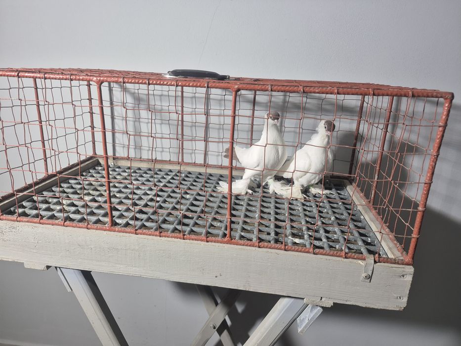 Gołębie Krymki Bialostockie