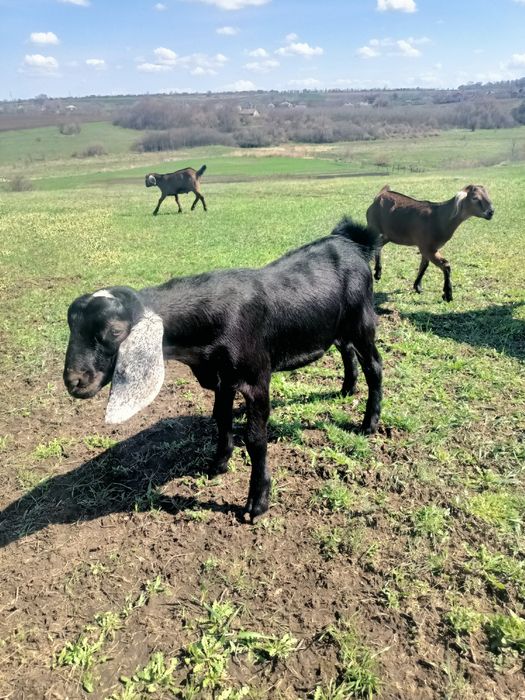 Нубійські козенята