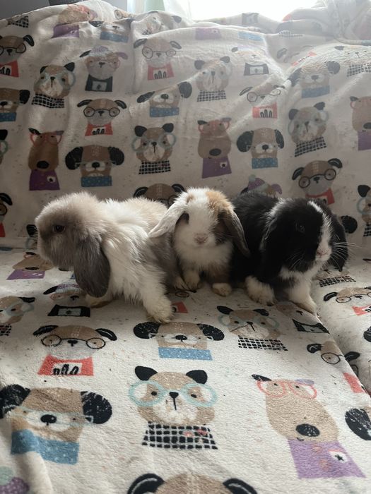 Sprzedam króliczków mini lop
