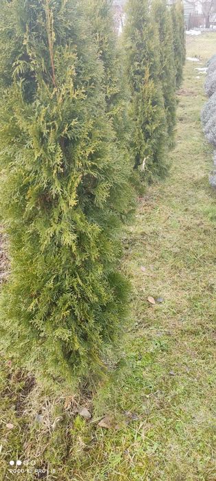 Живці туї Смарагд (свіжий зріз зі свого саду)