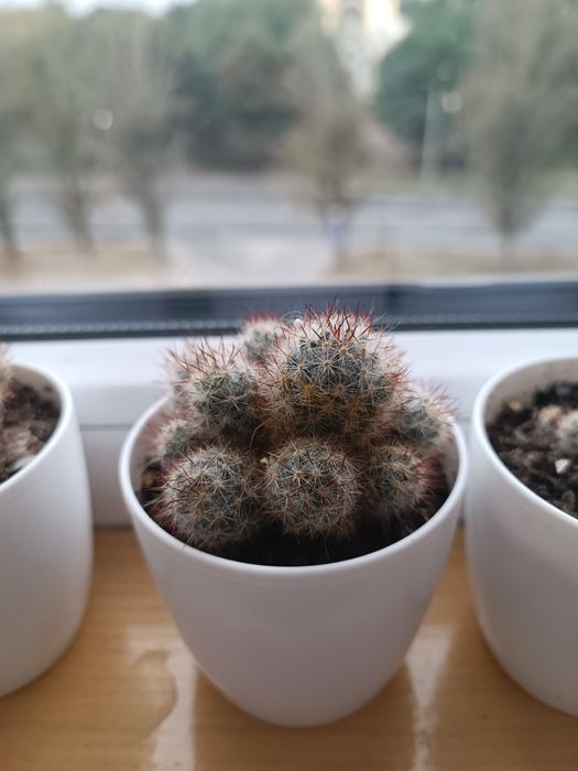 Кактус, кущові кактуси