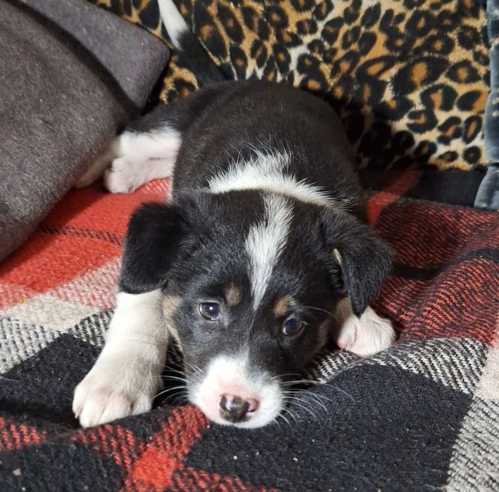 Найвідданіші красунечки- двортер'єри