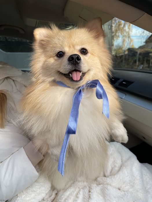 Міні-принци Померанські шпіци чекають на свої сімї