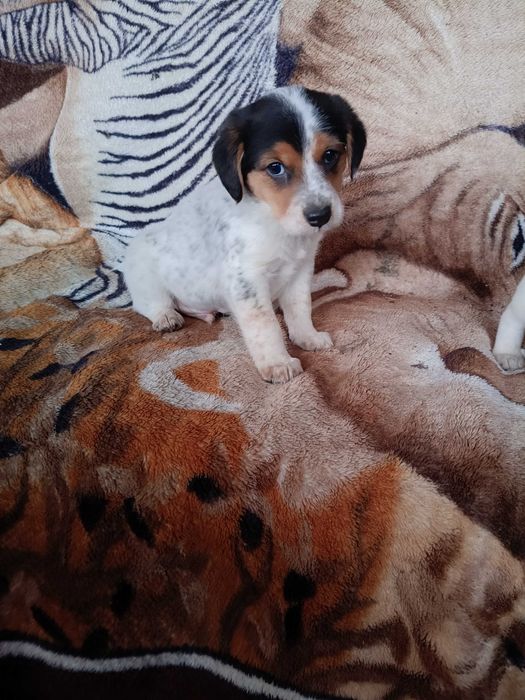 Oddam w dobre ręce szczeniaki