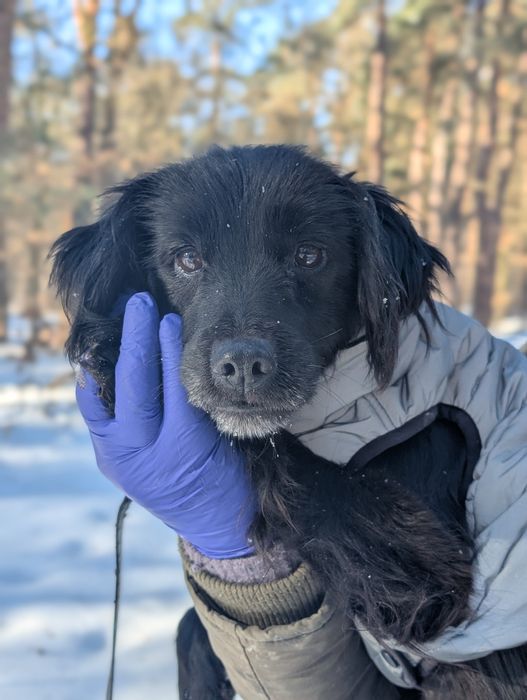 Метис спаніельки шукає дім