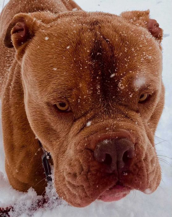 American Bully Pixel do adopcji