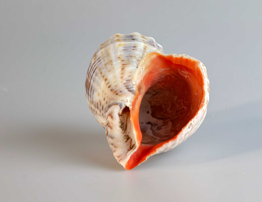 Ракушки черноморские