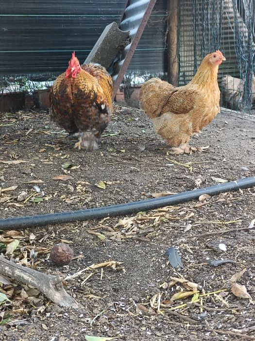 Casal de Pekin Perdiz