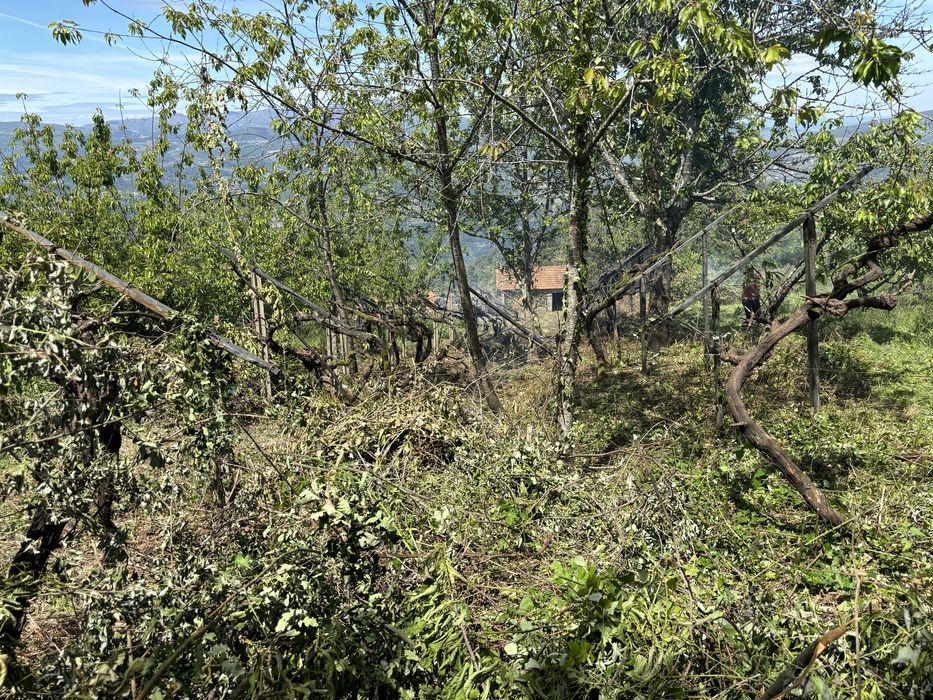 Limpeza de Terrenos e jardinagem