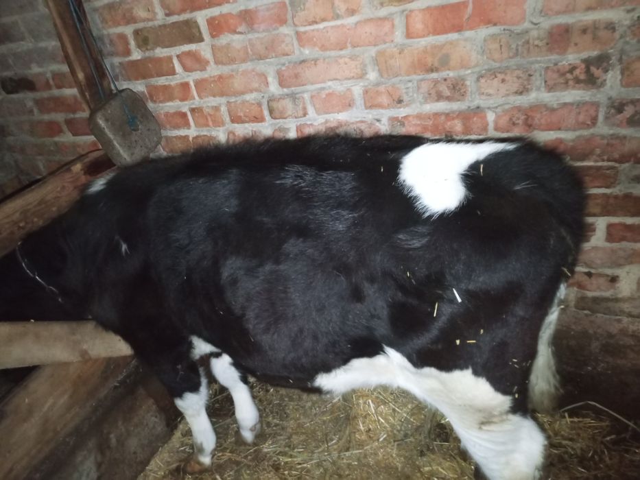 Продам теля тьолочку