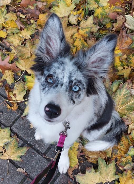 Valentino FCI Zkwp Border Collie