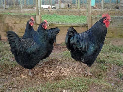 Jaja lęgowe Australorp czarny