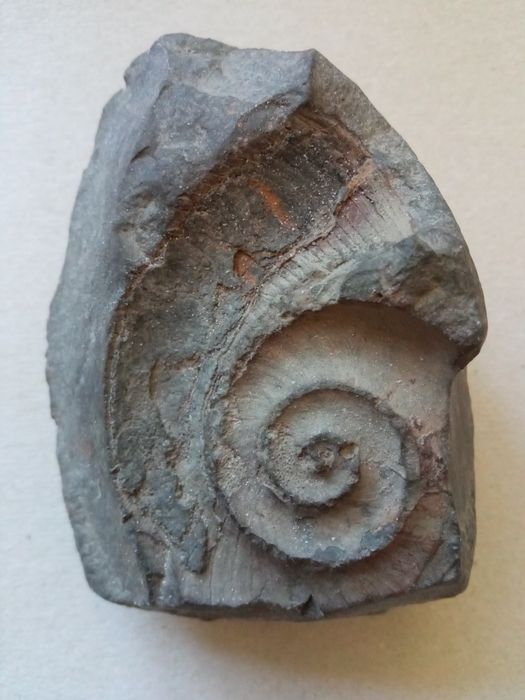 Amonit i odcisk amonitu w skale