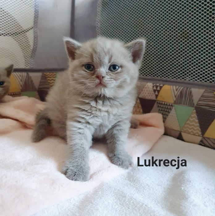 Kotka brytyjska liliowa