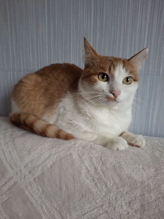Кастрированный бело-рыжий котёнок-подросток ищет дом! Котята в хорошие