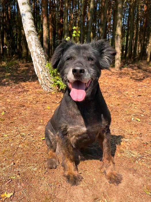 Czaruś w schronisku w lututowie aktulne