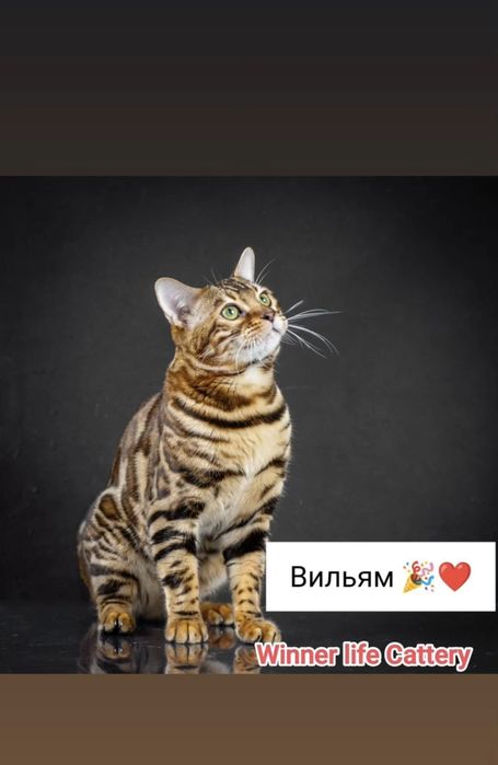 Бенгальська дівчинка шоу класу, документи