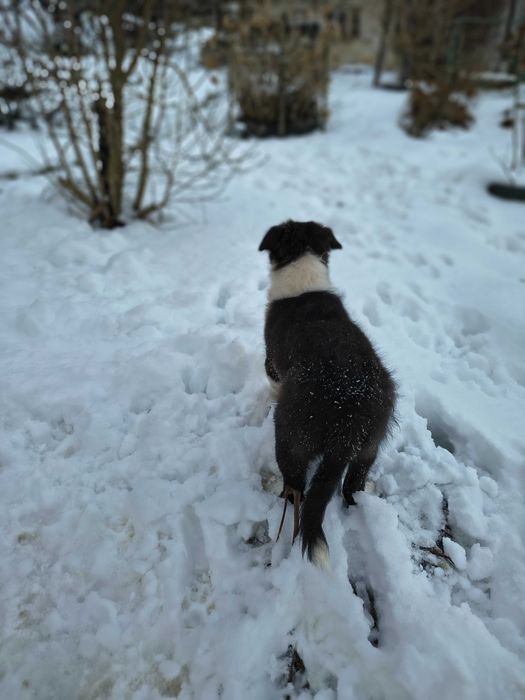 Border collie - OSTATNI PIESEK