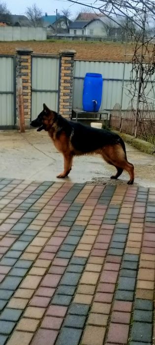 Молодий кобель на в'язку