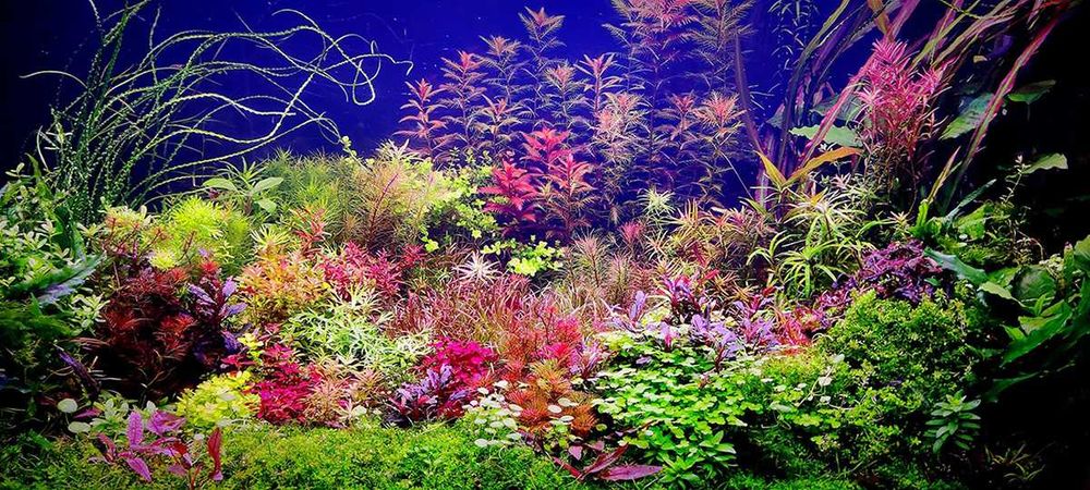 Duży zestaw roślin akwariowych 20-30 roślin.