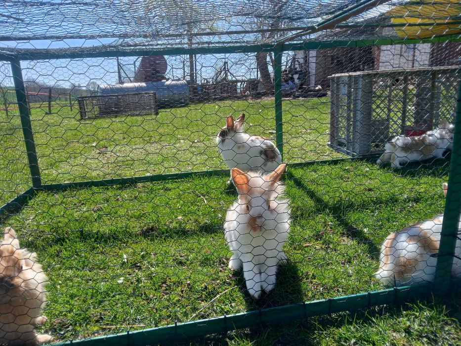 Sprzedam króliki miniaturki