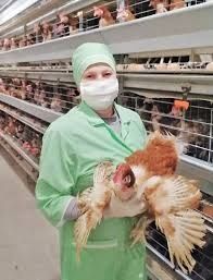 Тараща! Кури несушки! Доставка безкоштовна