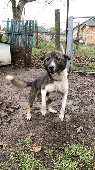 Песик шукає сімʼю ! Віддаємо песика люблячим людям. НЕ ДЛЯ ЛАНЦЮГА !