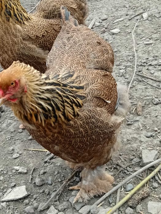 Інкубаційне яйце Брама куріпчаста