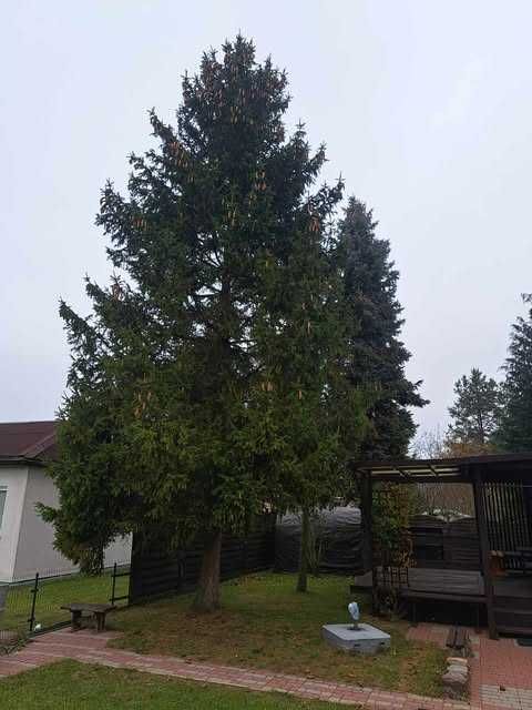 Wycinka drzew W trudno dostępnych miejscach / Transport wywrotką 3,5t