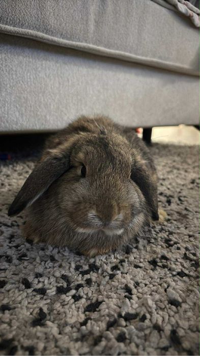 Kroliczki baranki miniaturki