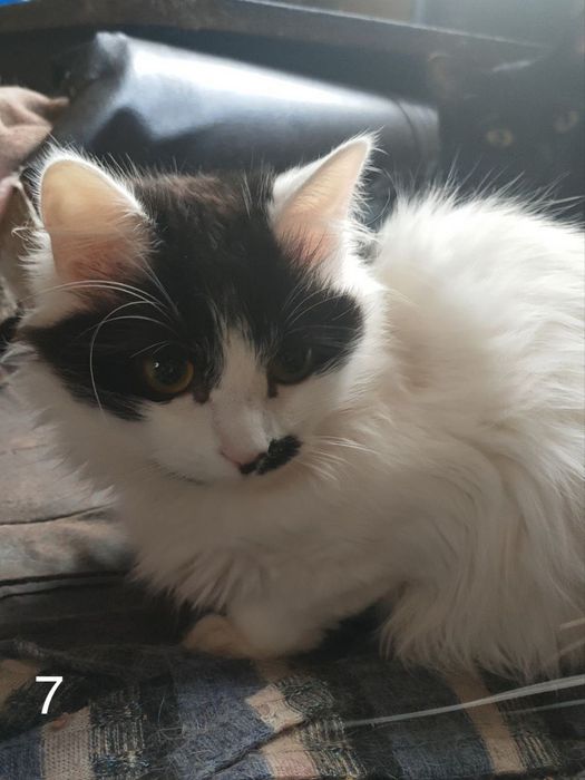 Дарую котика ^ ^