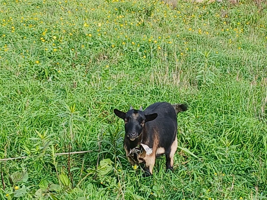 Cabras anâs com 4 meses