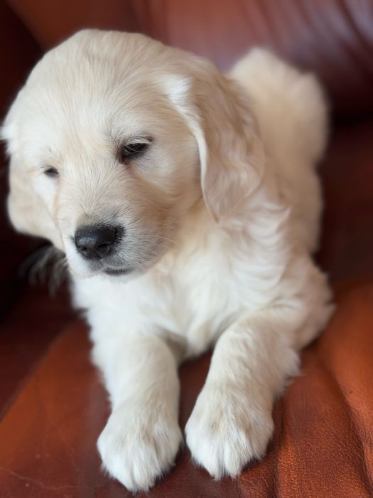 Golden Retriever - szczeniak