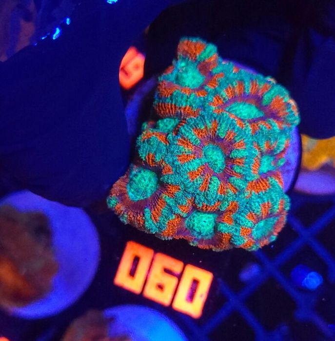 Acanthastrea lordhowensis (060) [Koralowce LPS]