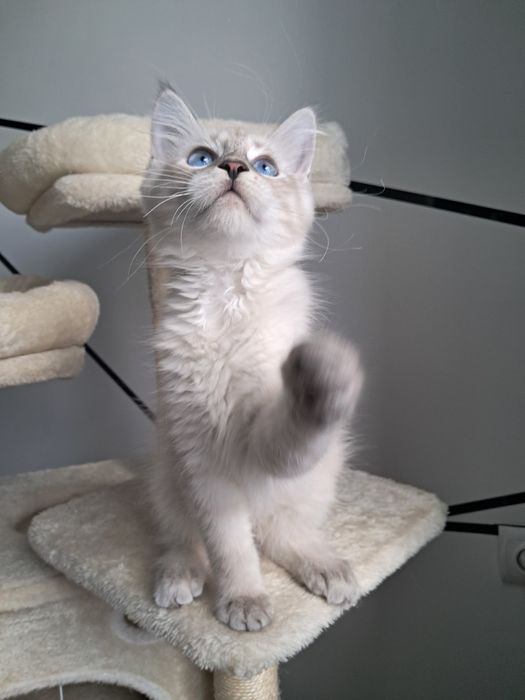 Alvaro kocurek Neva Masquerade Syberyjski