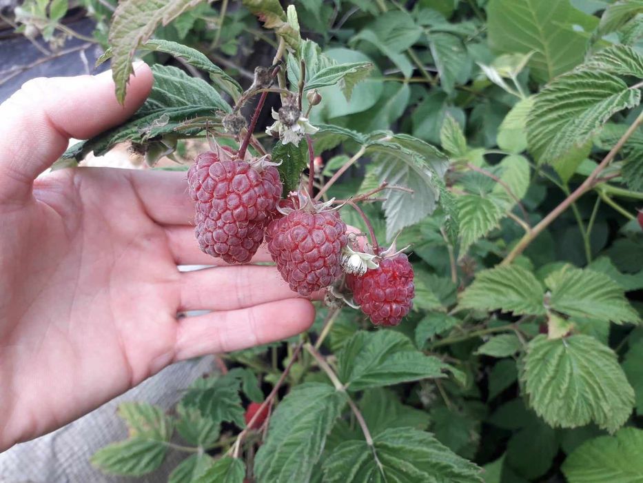 Саджанці плодових і декоративних