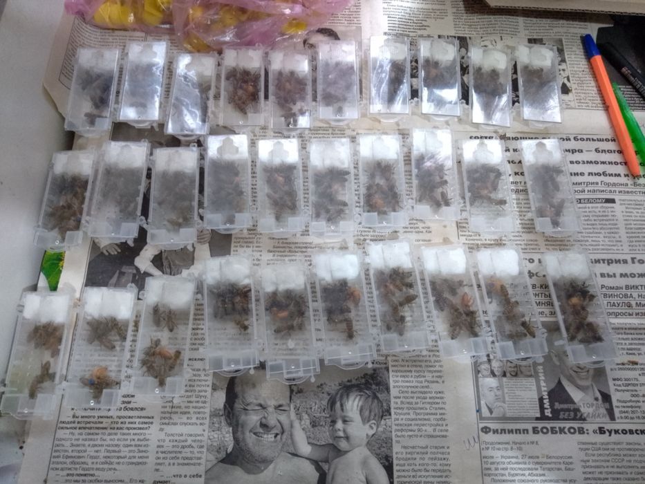 F1 бджоломатки,матки пчеломатки плідні італійки кордован