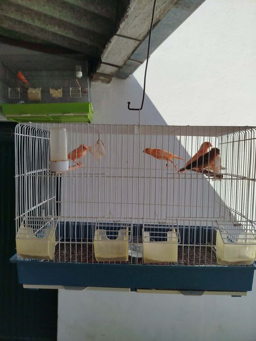 Varios canários do corrente ano