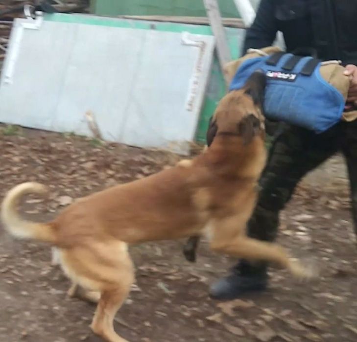 Маленуа Бельгийская Овчарка рабочего разведения , для работы