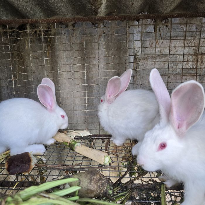 Кролі 2 місяці,ціна 250 грн/шт,термонський білий.